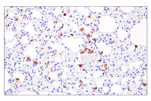 Immunohistochemistry Image 2: NK1.1/CD161 (E6Y9G) Rabbit mAb