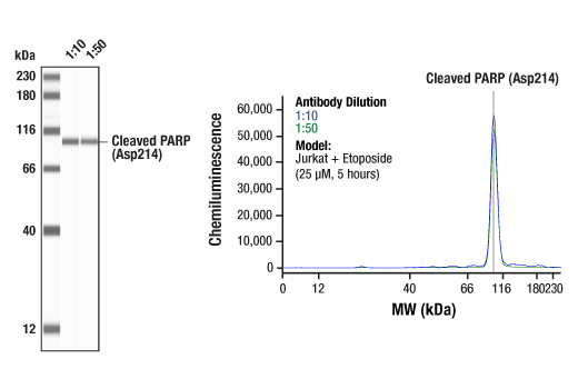undefined Image 47: Human Reactive Cell Death and Autophagy Antibody Sampler Kit