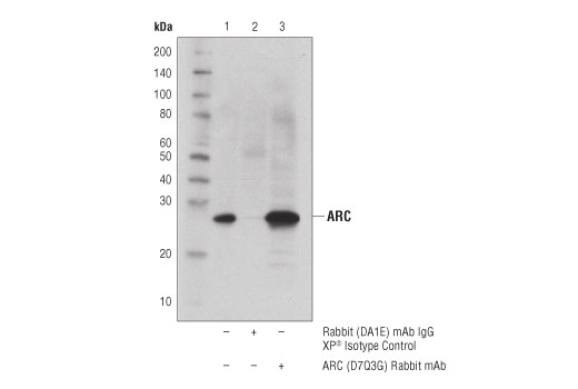 Immunoprecipitation Image 1: ARC (D7Q3G) Rabbit mAb