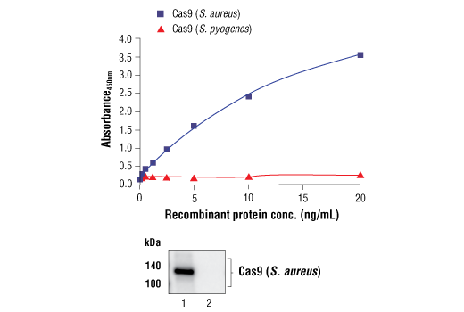 ELISA Image 1: FastScan<sup>™</sup> Cas9 (<i>S. aureus</i>) ELISA Kit
