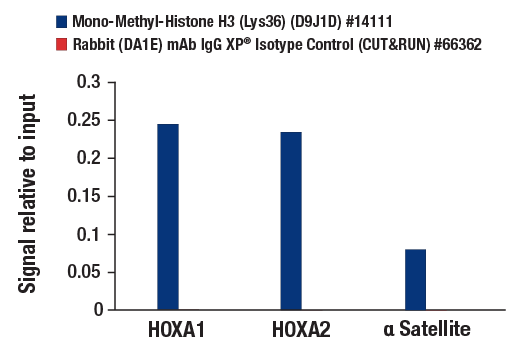 CUT & RUN Image 3: Mono-Methyl-Histone H3 (Lys36) (D9J1D) Rabbit mAb