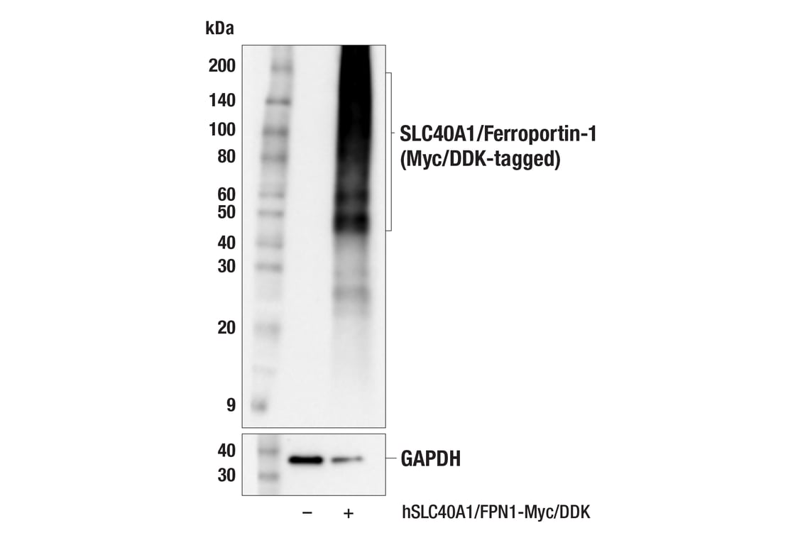 Western Blotting Image 3: SLC40A1/Ferroportin-1 (F9U5S) Rabbit mAb