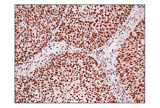 Immunohistochemistry Image 1: Ape1 (E5Y2C) Rabbit mAb (BSA and Azide Free)