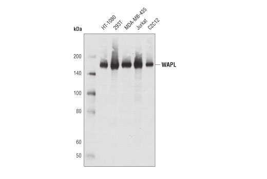 Western Blotting Image 2: WAPL (D9J1U) Rabbit mAb