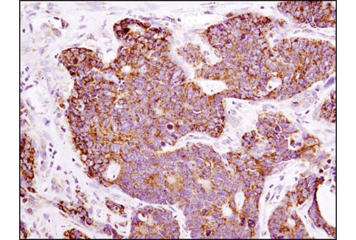 Immunohistochemistry Image 1: ATPIF1 (D6P1Q) XP<sup>®</sup> Rabbit mAb