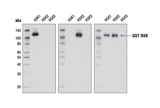 Western Blotting Image 2: RSK2 (D21B2) XP<sup>®</sup> Rabbit mAb (BSA and Azide Free)