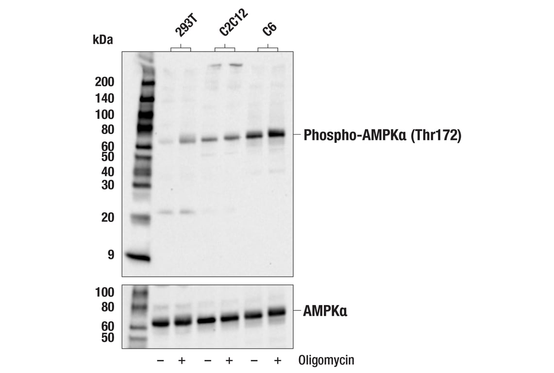 Western Blotting Image 2: Phospho-AMPKα (Thr172) Antibody