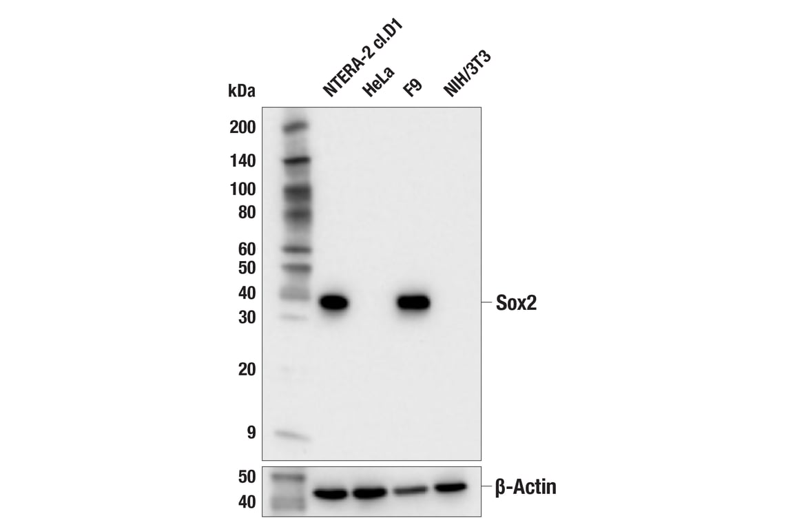 Western Blotting Image 1: Sox2 (E4I2X) Rabbit mAb