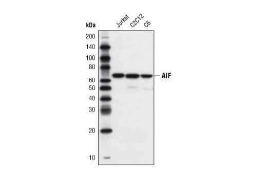 Western Blotting Image 1: AIF (D39D2) XP<sup>®</sup> Rabbit mAb (BSA and Azide Free)