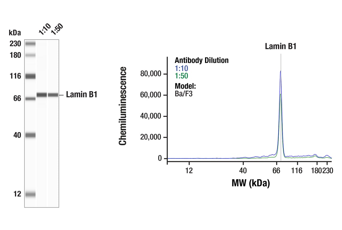 Western Blotting Image 1: Lamin B1 (D4Q4Z) Rabbit mAb