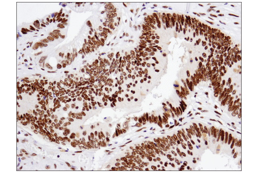 Immunohistochemistry Image 2: ATF-2 (D4L2X) XP<sup>®</sup> Rabbit mAb (BSA and Azide Free)