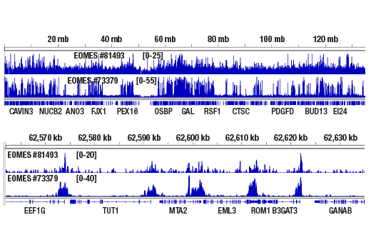 undefined Image 60: Human Exhausted T Cell Antibody Sampler Kit