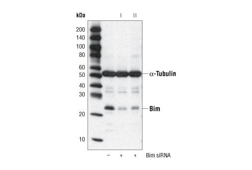 undefined Image 1: SignalSilence<sup>®</sup> Bim siRNA I