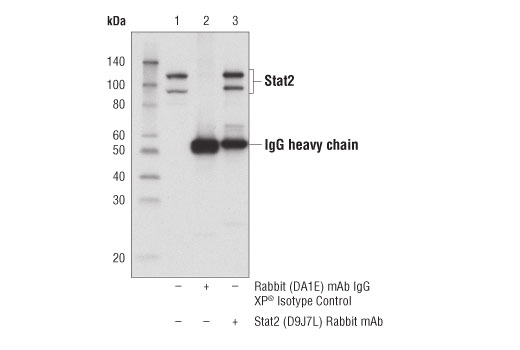 undefined Image 21: Microglia Cross Module Antibody Sampler Kit
