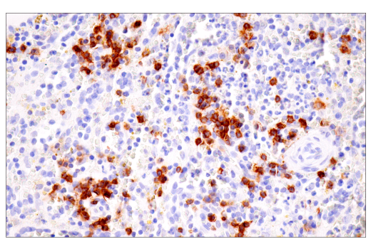 Immunohistochemistry Image 4: TNFRSF13C/BAFF-R (E3C1Q) XP<sup>®</sup> Rabbit mAb (BSA and Azide Free)