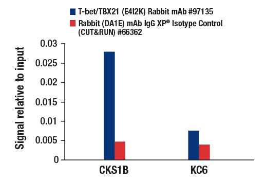 CUT & RUN Image 3: T-bet/TBX21 (E4I2K) Rabbit mAb