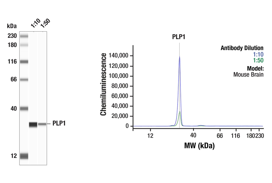 undefined Image 14: Demyelinating Disease Targets Antibody Sampler Kit