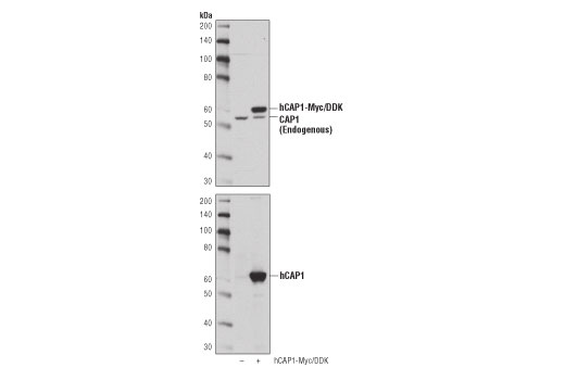 Western Blotting Image 2: CAP1 (D2K3J) Rabbit mAb
