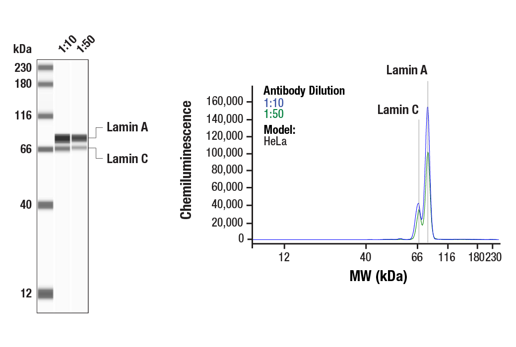 undefined Image 7: Microglia Cross Module Antibody Sampler Kit
