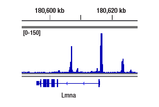 undefined Image 2: PhosphoPlus<sup>®</sup> c-Jun (Ser73) Antibody Duet