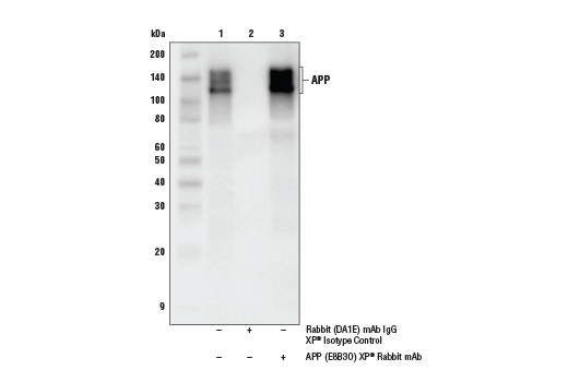 Immunoprecipitation Image 1: APP (E8B3O) XP<sup>®</sup> Rabbit mAb