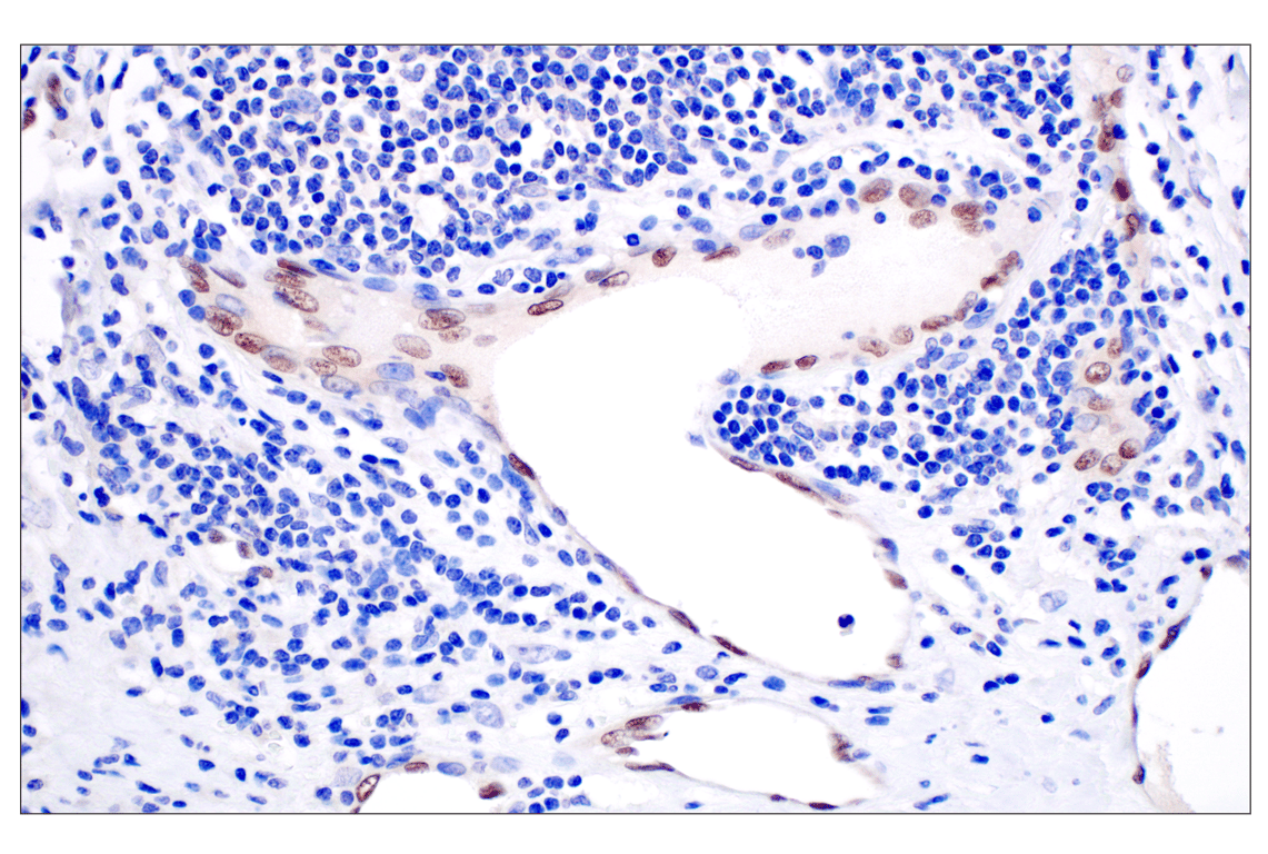 Immunohistochemistry Image 3: ID1 (F2M1J) Rabbit mAb (BSA and Azide Free)