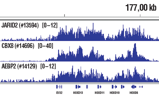 Chromatin Immunoprecipitation Image 1: CBX8 (D2O8C) Rabbit mAb