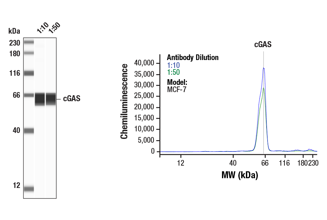 Western Blotting Image 1: cGAS (D1D3G) Rabbit mAb