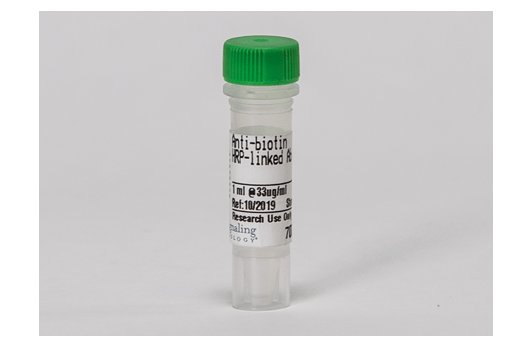 Anti-biotin, HRP-linked Antibody: Image 1