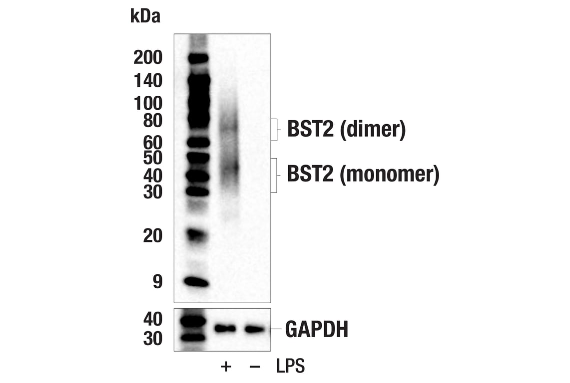 Western Blotting Image 2: BST2 (E5D1Z) Rabbit mAb