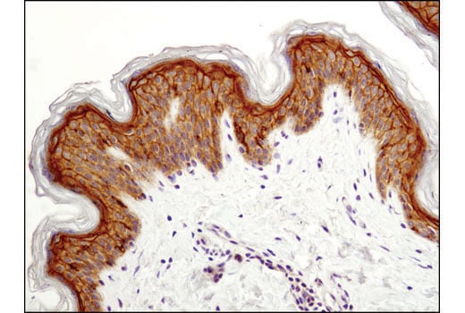 undefined Image 16: Tight Junction Antibody Sampler Kit