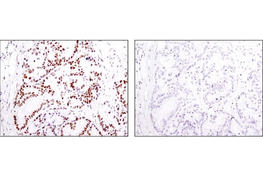 Immunohistochemistry Image 2: Acetyl-Histone H2B (Lys5) (D5H1S) XP<sup>®</sup> Rabbit mAb