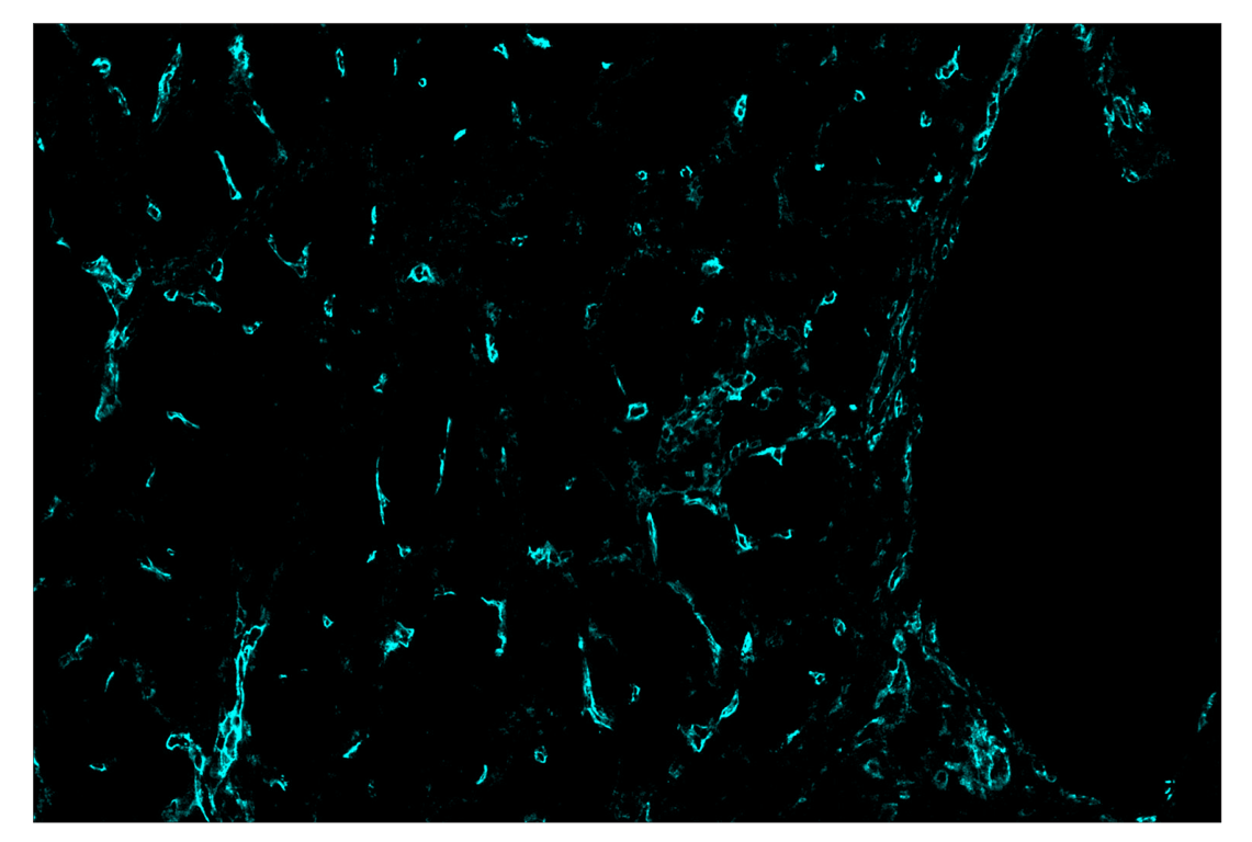 Immunohistochemistry Image 5: CD141/Thrombomodulin (E7Y9P) & CO-0088-647 SignalStar<sup>™</sup> Oligo-Antibody Pair