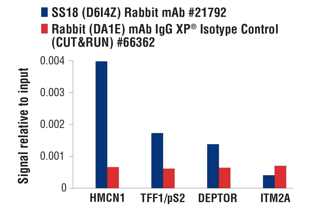 CUT & RUN Image 3: SS18 (D6I4Z) Rabbit mAb