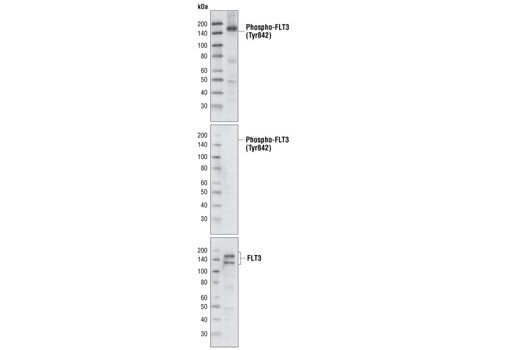 Western Blotting Image 1: Phospho-FLT3 (Tyr842) (10A8) Rabbit mAb