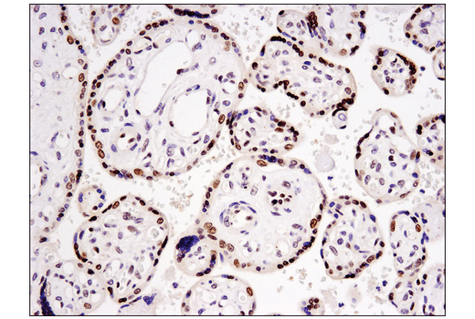 Immunohistochemistry Image 3: DNMT3A (D23G1) Rabbit mAb