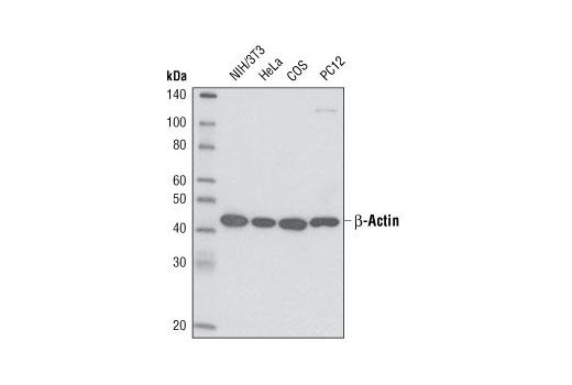 5125_fig01_W_264 Western blot analysis of extracts from various cell lines using β-Actin (13E5) Rabbit mAb (HRP Conjugate).