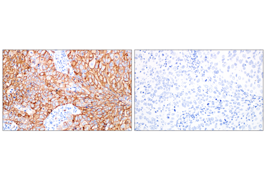 Immunohistochemistry Image 8: Glut1 (E4S6I) Rabbit mAb