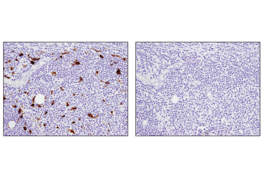 Immunohistochemistry Image 1: TIM-4 (D3W4F) XP<sup>®</sup> Rabbit mAb (BSA and Azide Free)