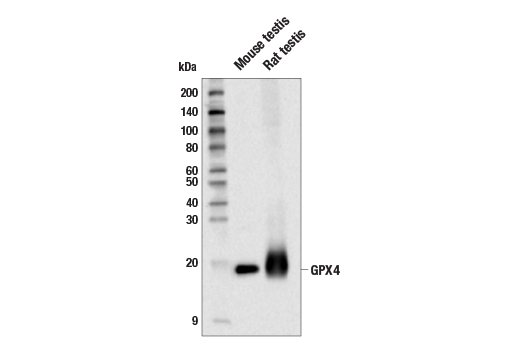 Western Blotting Image 2: GPX4 (E5Y8K) Rabbit mAb