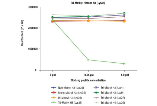 undefined Image 1: Tri-Methyl-Histone H3 (Lys36) (D5A7) XP<sup>®</sup> Rabbit mAb