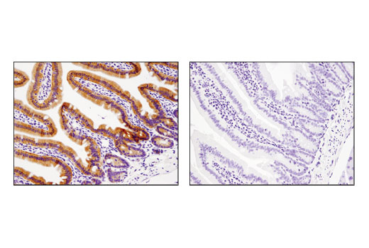 Immunohistochemistry Image 3: Cre Recombinase (D7L7L) XP<sup>®</sup> Rabbit mAb (BSA and Azide Free)