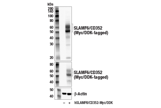 Western Blotting Image 2: SLAMF6/CD352 (E3H1E) XP<sup>®</sup> Rabbit mAb