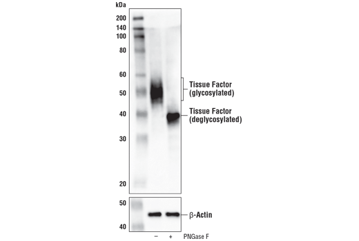 Western Blotting Image 3: Tissue Factor/CD142 (E9M6T) XP<sup>®</sup> Rabbit mAb