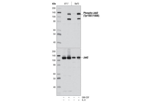 Western Blotting Image 1: Phospho-Jak2 (Tyr1007/1008) (C80C3) Rabbit mAb