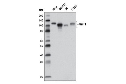 Western Blotting Image 2: SirT1 (1F3) Mouse mAb (BSA and Azide Free)