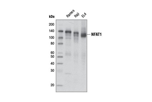 Western Blotting Image 1: NFAT1 (D43B1) XP<sup>®</sup> Rabbit mAb