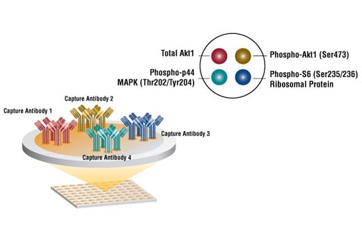 undefined Image 1: PathScan<sup>®</sup> Cell Growth 4-Plex Array Kit