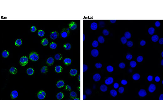 Immunofluorescence Image 1: CD74 (D5N3I) XP<sup>®</sup> Rabbit mAb
