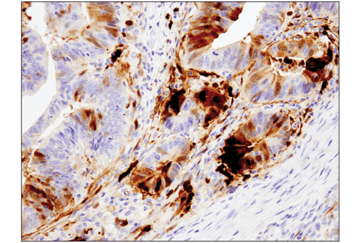 Immunohistochemistry Image 1: IDO (D5J4E<sup>™</sup>) Rabbit mAb